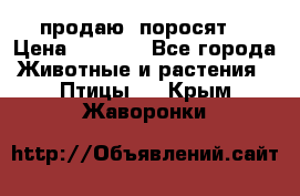 продаю  поросят  › Цена ­ 1 000 - Все города Животные и растения » Птицы   . Крым,Жаворонки